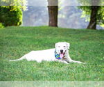 Small #3 Labrador Retriever Mix