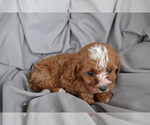 Small Photo #13 Cavapoo Puppy For Sale in GREENWOOD, WI, USA