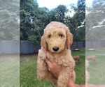 Small #1 -Goldendoodle Mix