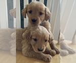 Small Photo #5 Golden Retriever Puppy For Sale in WEST ALEXANDRIA, OH, USA