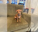 Small #3 Miniature Pinscher Mix