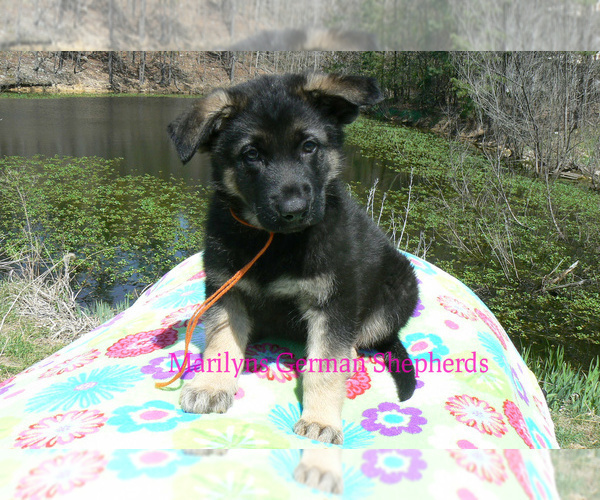 Medium Photo #2 German Shepherd Dog Puppy For Sale in PIEDMONT, MO, USA