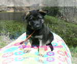 Small #1 German Shepherd Dog
