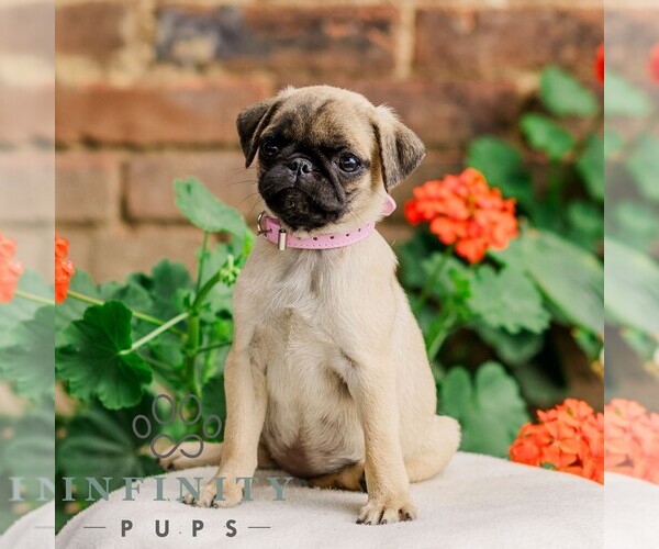 Medium Photo #1 Pug Puppy For Sale in ORRSTOWN, PA, USA