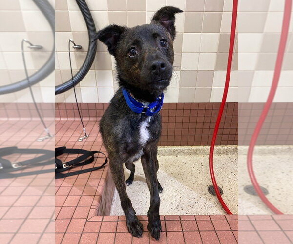 Medium Photo #1 Unknown-Whippet Mix Puppy For Sale in Davis, CA, USA