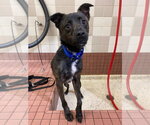 Small Whippet Mix