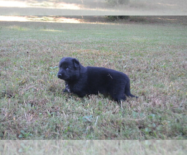 Medium Photo #3 German Shepherd Dog Puppy For Sale in POWDER SPRINGS, GA, USA