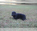 Zora - Female German Shepherd Dog Puppy for Sale - Photo #3