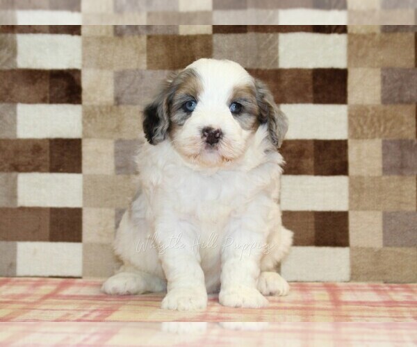 Medium Photo #3 Bernedoodle (Miniature) Puppy For Sale in DENVER, PA, USA
