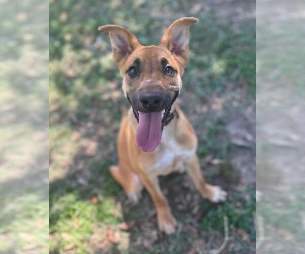 Medium Photo #2 German Shepherd Dog-Unknown Mix Puppy For Sale in Texas City, TX, USA