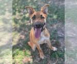 Small #1 German Shepherd Dog Mix