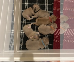 Great Dane Litter for sale in GREEN COVE SPRINGS, FL, USA