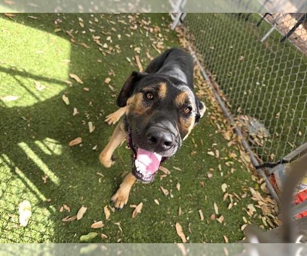 Medium Photo #2 German Shepherd Dog Puppy For Sale in Downey, CA, USA