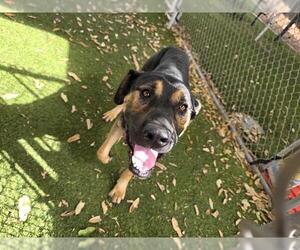 BENJI - Male German Shepherd Dog Dog for Adoption - Photo #2