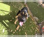 Small Photo #2 German Shepherd Dog Puppy For Sale in Downey, CA, USA