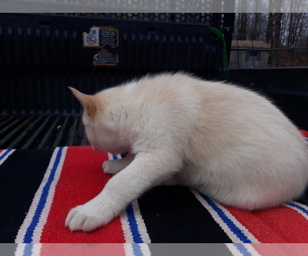 Medium Photo #3 Siberian Husky Puppy For Sale in LONG EDDY, NY, USA
