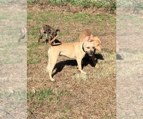 Medium Photo #2 American Pit Bull Terrier-American Staffordshire Terrier Mix Puppy For Sale in Brewster, NY, USA