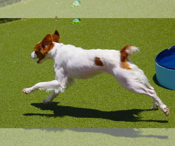Medium Photo #2 Brittany Puppy For Sale in Curwensville, PA, USA