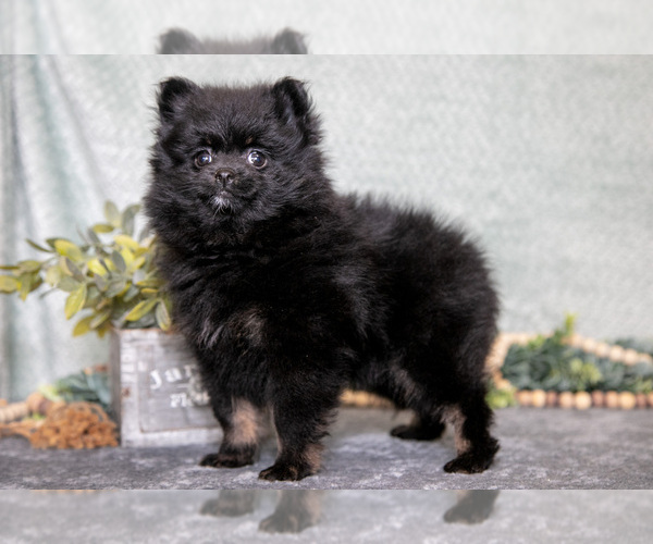 Medium Photo #1 Pomeranian Puppy For Sale in CLARE, MI, USA