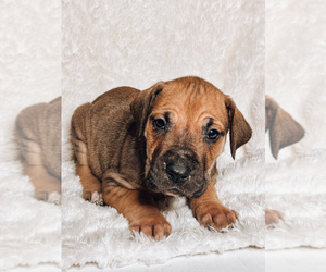 Great Dane Puppy for sale in CLARKSVILLE, TN, USA