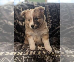 Pomsky Puppy for sale in SAVOY, MA, USA