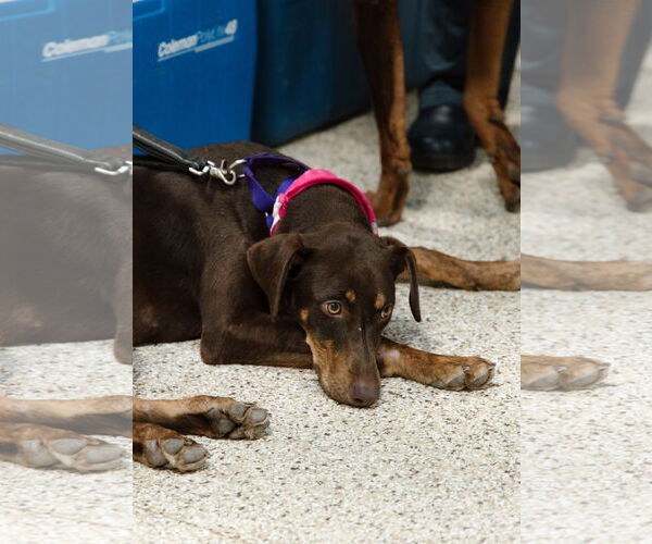 Medium Photo #4 Doberman Pinscher-Unknown Mix Puppy For Sale in Minneaoplis, MN, USA