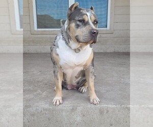 Mother of the American Bully puppies born on 05/28/2022