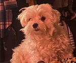 Small Photo #1 Maltese Puppy For Sale in LAKE STEVENS, WA, USA