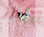 Small #11 Chihuahua