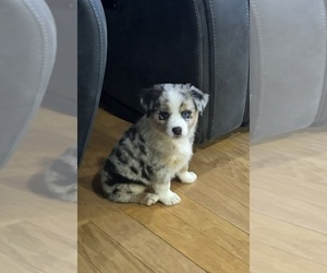 Miniature American Shepherd Puppy for sale in BROWNSVILLE, IN, USA