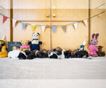 Small #4 French Bulldog