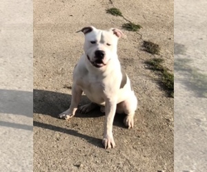 Father of the American Pit Bull Terrier-Bullypit Mix puppies born on 06/11/2019