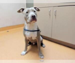 American Pit Bull Terrier Dogs for adoption in Martinez, CA, USA