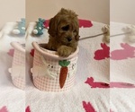 Small Photo #20 Cavapoo Puppy For Sale in SYLMAR, CA, USA