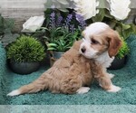 Small #5 Cavapoo (Miniature)