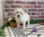 Small #14 Labrador Retriever