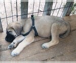 Puppy Black Fawn Daniff