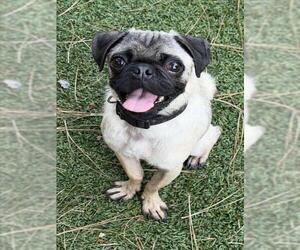 Pug Dogs for adoption in Santa Maria, CA, USA