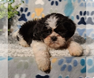 Shih Tzu Puppy for sale in LAKELAND, FL, USA