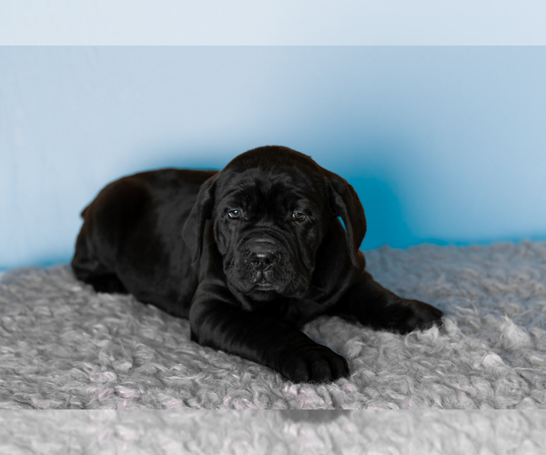 Medium Photo #5 Cane Corso Puppy For Sale in BOURBON, IN, USA