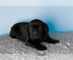 Small Photo #34 Cane Corso Puppy For Sale in BOURBON, IN, USA