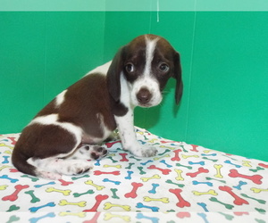 beagle pups purebred