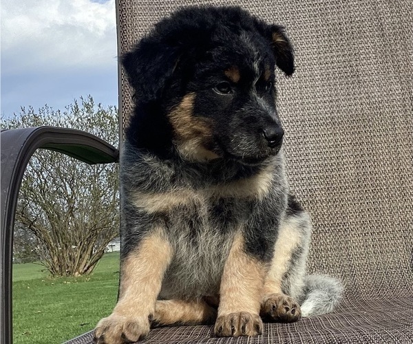 Medium Photo #5 Australian Cattle Dog-Border Collie Mix Puppy For Sale in RICHMOND, MI, USA