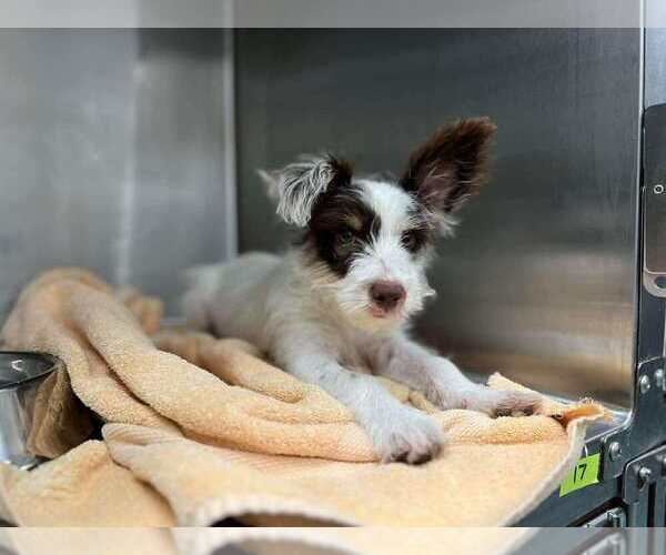 Medium Photo #2 Mutt Puppy For Sale in New York, NY, USA