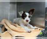 Small #1 Mutt