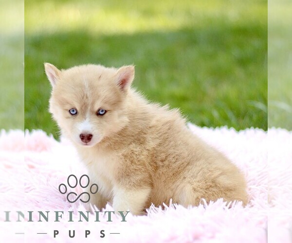 Medium Photo #3 Pomsky Puppy For Sale in PARKESBURG, PA, USA