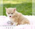 Small #2 Pomsky