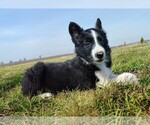 Small Photo #177 Border Collie Puppy For Sale in NORBORNE, MO, USA