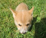 Small Photo #3 Pembroke Welsh Corgi Puppy For Sale in SULLIVAN, MO, USA