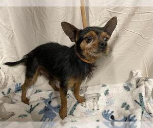 Chihuahua Dogs for adoption in Modesto, CA, USA